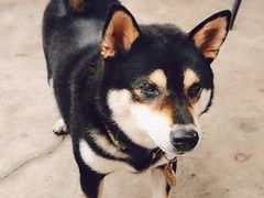 -柴犬高等学院·狗咖·柴犬售卖·宠物训练