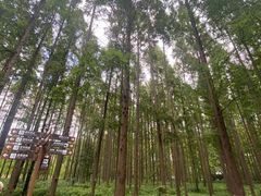 -黄海国家森林公园