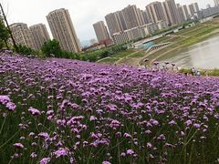 -石井坡(地铁站)