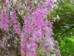 -深圳国际园林花卉博览园