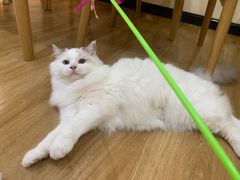 -滚猫咖啡·猫咖·猫友好撸猫(未来城店)