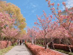 -高东镇樱花园