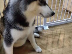 -Husky Go! 哈士奇体验馆·宠物咖啡厅狗咖