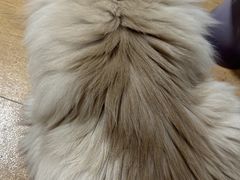 -FAELING PETS美天灵宠物(合生汇店)