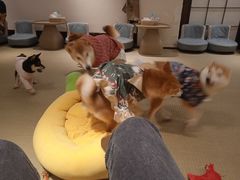 -逗柴咖啡屋·狗咖猫咖宠物桌游