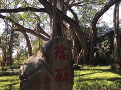 -瑞丽独树成林风景区