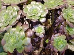 -双季花艺园艺市场(浦东店)