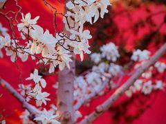 -北京市劳动人民文化宫(太庙)