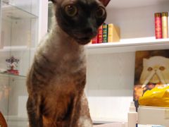 -猫小院猫主题餐厅(三里屯店)