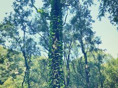 -碓臼峪自然风景区