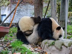 -都江堰中华大熊猫苑
