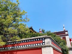 -塔尔寺菩提树