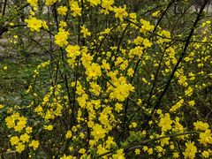 -两河城市森林公园