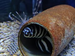-左海海底世界