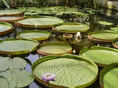 -国家植物园南园