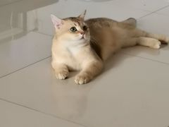 -瑞派名望24h动物医院异宠专科·猫专科·骨科·重症监护分院