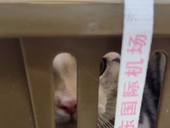 -瑞鹏宠物医院·宠保定点·心脏科·内科(御桥分院)