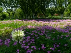 -白塘生态植物园