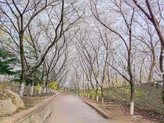 -樱花山风景区