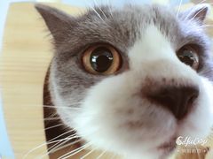 -喵的天空名猫咖啡馆·撸猫·猫舍·用品