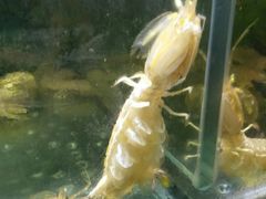 好大皮皮虾-蓝珊甄选海鲜自助·火锅大排档(近阿那亚店)