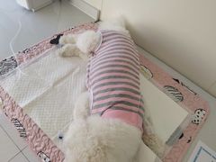 -美联众合动物医院·24h京西诊疗中心