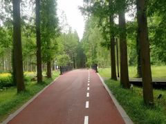 -黄海国家森林公园