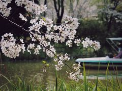 -顾村公园