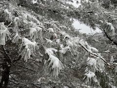 -武陵山森林公园