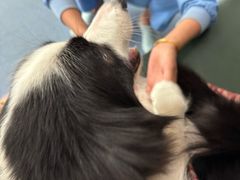 -顺强宠物诊所·狂犬免疫·夜诊·骨科(嘉定店)