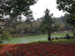 -铁山坪森林公园