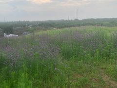-大塘金香草谷