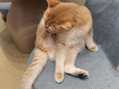 -逗柴咖啡屋·狗咖猫咖宠物桌游