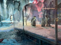 -帝企鹅自助餐厅•儿童岛•真企鹅(长隆企鹅酒店)