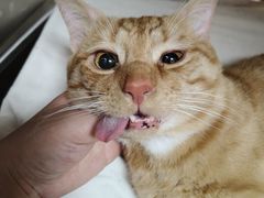 -瑞鹏宠物医院犬猫全科(真大分院)