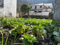 -上坦村
