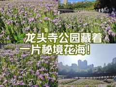 -龙头寺公园