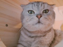 -猫咪派对(江南西店)