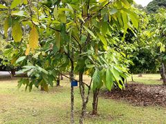 -中国科学院西双版纳热带植物园