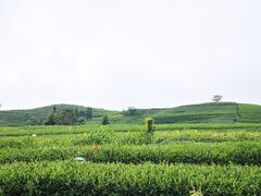 -龙坞茶村