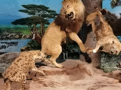 -国家自然博物馆