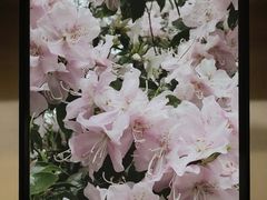 -杭州植物园