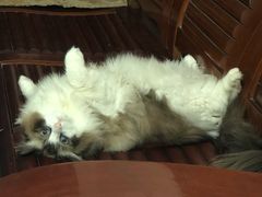 -柚子猫舍·精品猫舍购猫·猫咪认养·购宠·宠物店