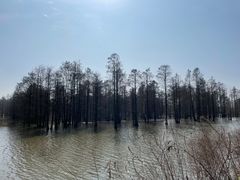 -池杉湖湿地公园