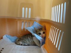 -瑞派动物医院·猫专科·至诚(江南中分院)