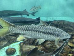 -太平洋海底世界