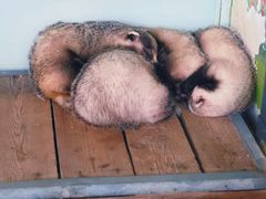 -大连森林动物园