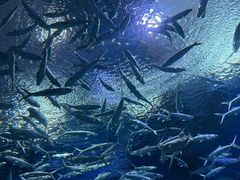 -海合安武汉极地海洋公园