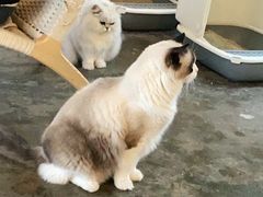 -喵屿·大理花园猫咖