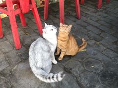 -喵屿·大理花园猫咖